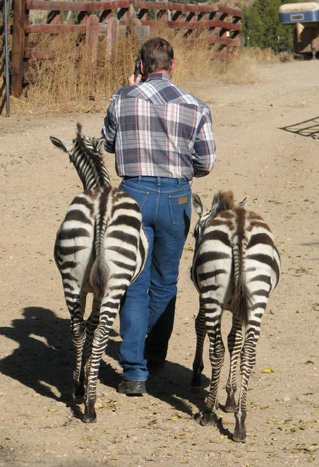 grant zebra fillies